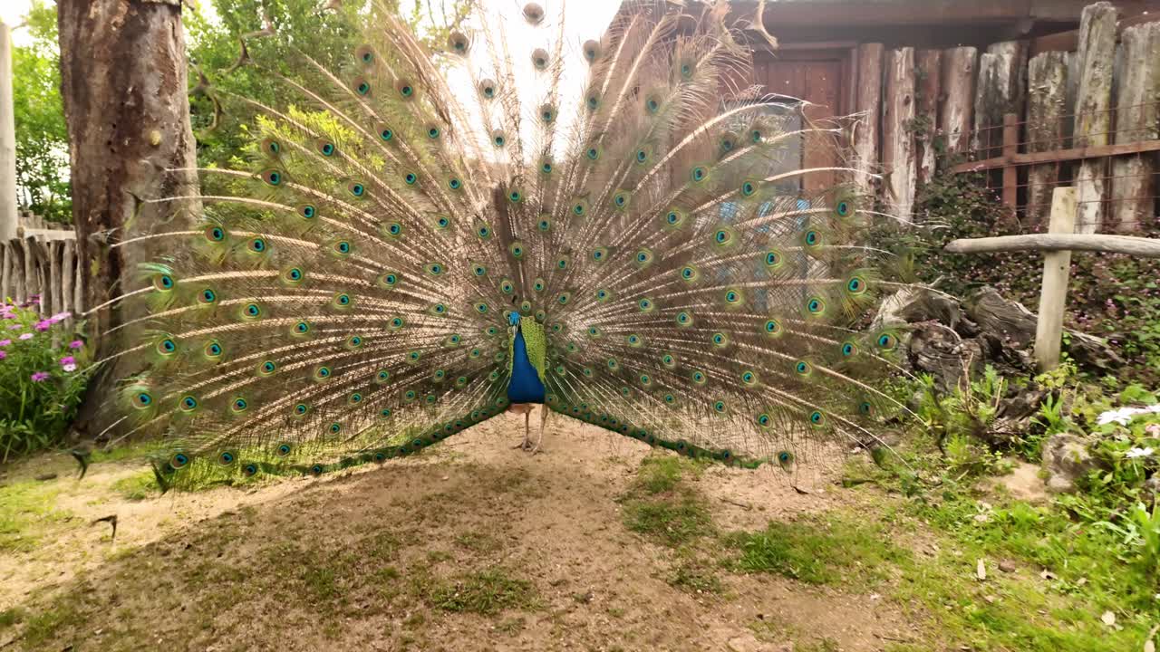 Imagem em câmera lenta de um pavão exibindo suas majestosas penas coloridas.