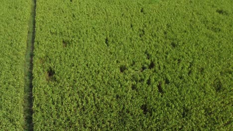 Aerial-view-shot-of-vast-paddy-field