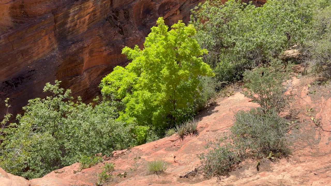 Inquadratura statica di rigogliosi alberi verdi annidati sotto imponenti formazioni rocciose rosse nel deserto dello Utah. Perfetto per progetti di viaggio, geologia e avventura nel sud-ovest.