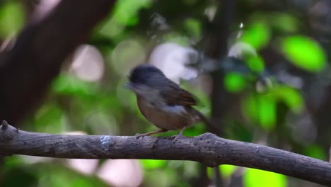 facing to the left shaking its feathers and wings as it looks around and flies away to the left, brown-cheeked fulvetta alcippe poioicephala, thailand