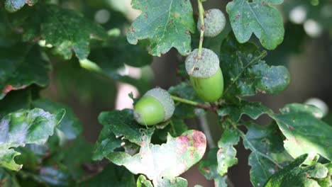 oak leaf, acorn on oak tree background