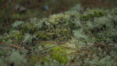 moss-covered rainforest ground with twigs