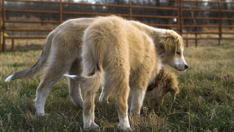 Closeup-Of-Anatolian-Pyrenees-Puppies-Feeding-On-Grassy-Field