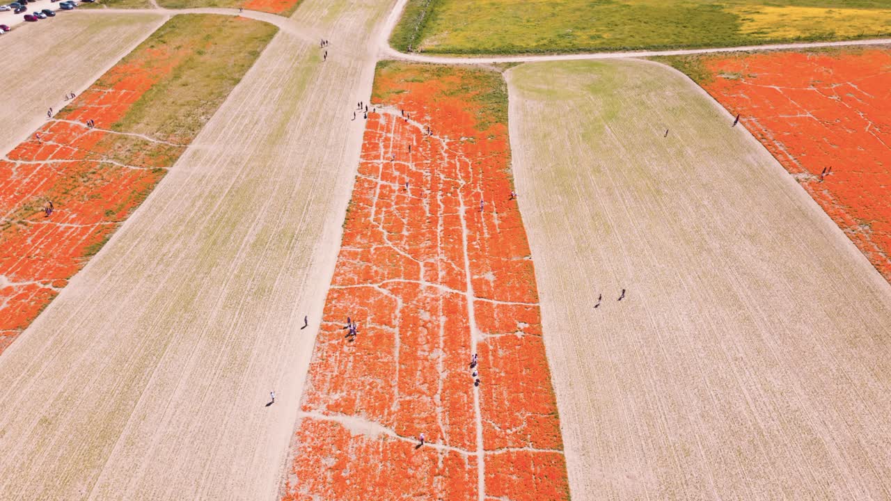 캘리포니아의 공중 드론 타임  ⁇ 프 슈퍼 꽃 피는 꽃 초원 사람들과 함께 사진을 찍고 따뜻한 활기찬 다채로운 봄 날을 즐기고