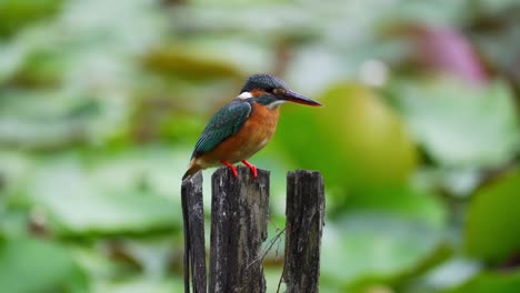 Kingfisher-Bird-Perching-In-Rotten-Wood-By-The-Lakeshore