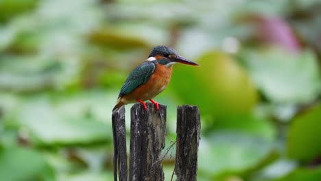 kingfisher bird perching in rotten wood by the lakeshore