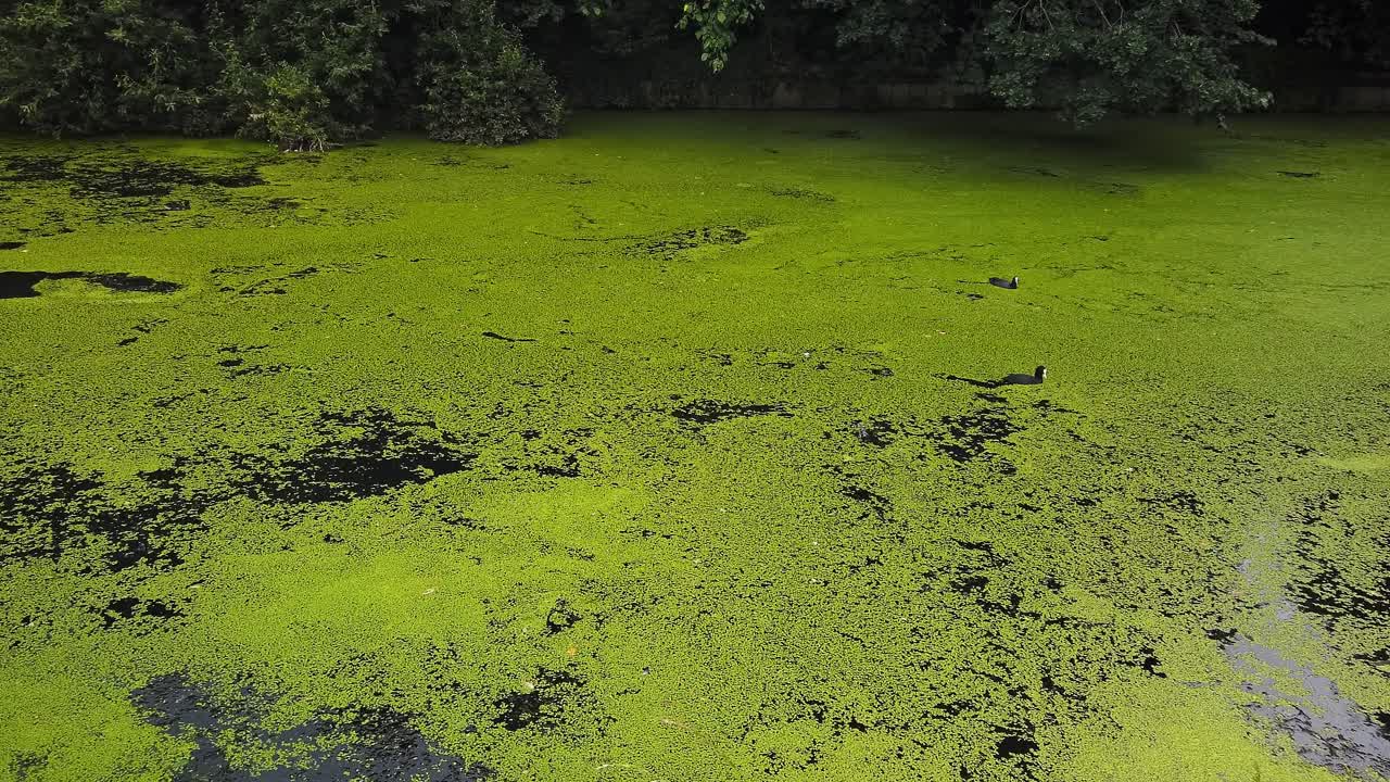 녹색 개구리밥으로 뒤덮인 연못에서 헤엄치는 유라시아 쿠트