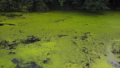 Eurasian-coots-swimming-in-a-pond-thickly-covered-by-green-duckweed