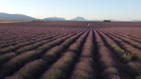 meseta de valensole campo de lavanda y casa al atardecer en provence francia vista aérea