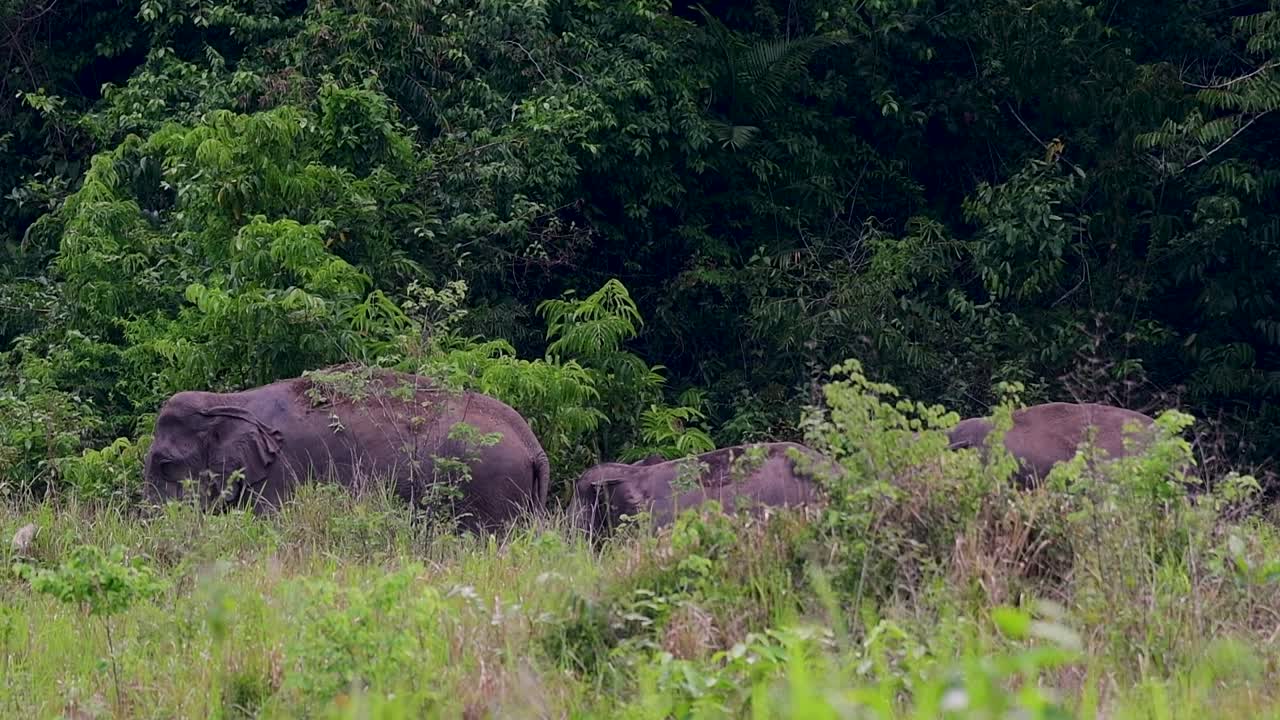 Asya filleri nesli tükenmekte olan türlerdir ve aynı zamanda Tayland'ın yerli sakinleridir