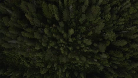 amazing top down view of pine forest as the drone circles higher and higher revealing more trees and even small clouds