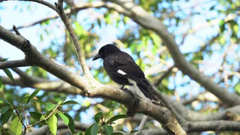 Selektiver-Fokus-Nahaufnahme-Eines-Krähenartigen-Vogels,-Gescheckter-Currawong,-Strepera-Graculina-Mit-Markanten-Gelben-Schwertlilien,-Die-Auf-Dem-Schwankenden-Baumzweig-Unter-Schönem-Sonnenlicht-Mit-Sommerbrise-Sitzen