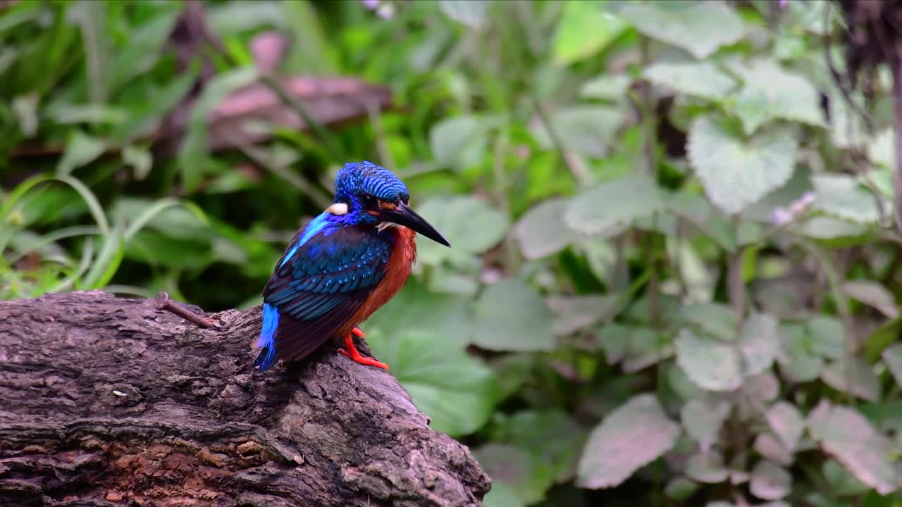 el martín pescador de orejas azules es un pequeño martín pescador que se encuentra en tailandia y es buscado por los fotógrafos de aves debido a sus hermosas orejas azules, ya que es una pequeña, linda y esponjosa bola de plumas azules de un pájaro