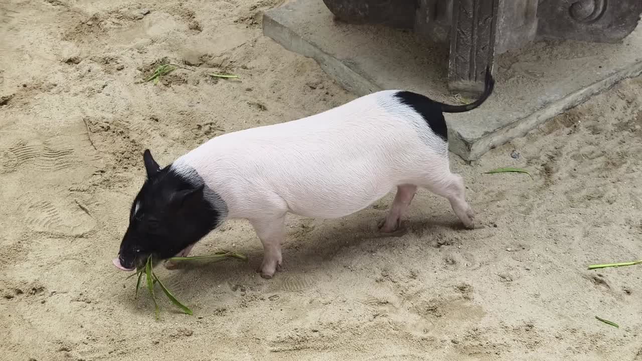 모래 지대 에 작은 돼지 가 풀 을 먹고 있다