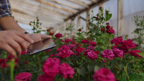 close-up hands gardener florist. modern rose farmers walk through the greenhouse with a plantation of flowers touch the buds and touch the screen of the tablet.