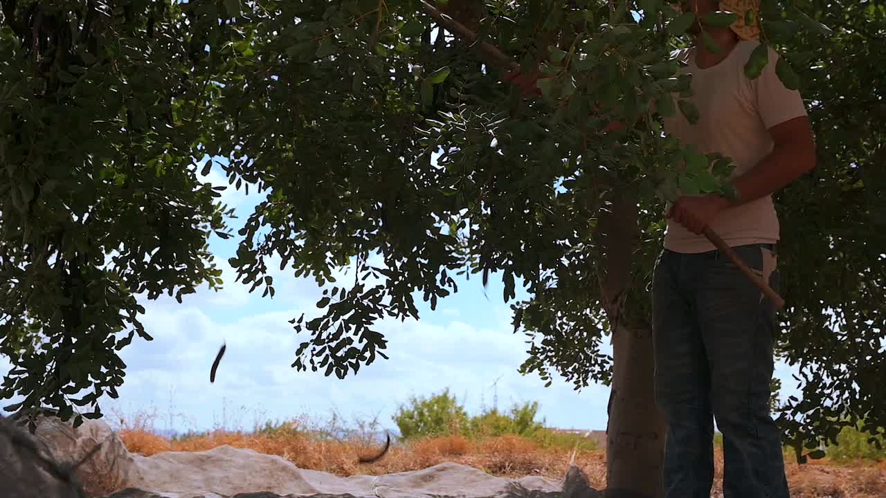 hombre cosechando vainas de algarrobo en el campo de verano