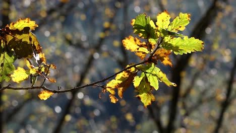 Eichenblätter-Auf-Zweig,-Herbstfärbung,-Gemäßigter-Regenwald,-Ariundle,-Hochland,-Schottland
