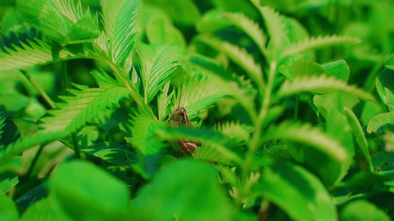 A huge cricket on bright green leaves under natural sunlight, North America, Quebec, Montreal, Canada.