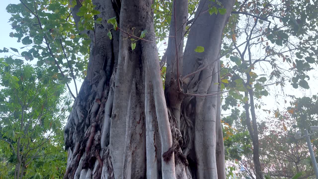 A majestic banyan tree in a serene park setting, captured from roots to canopy, under soft natural light