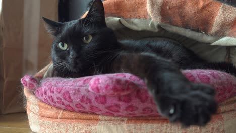 A close-up of a sleek black cat with striking green eyes, lounging comfortably on a pink pillow