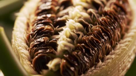close-up of a seed pod