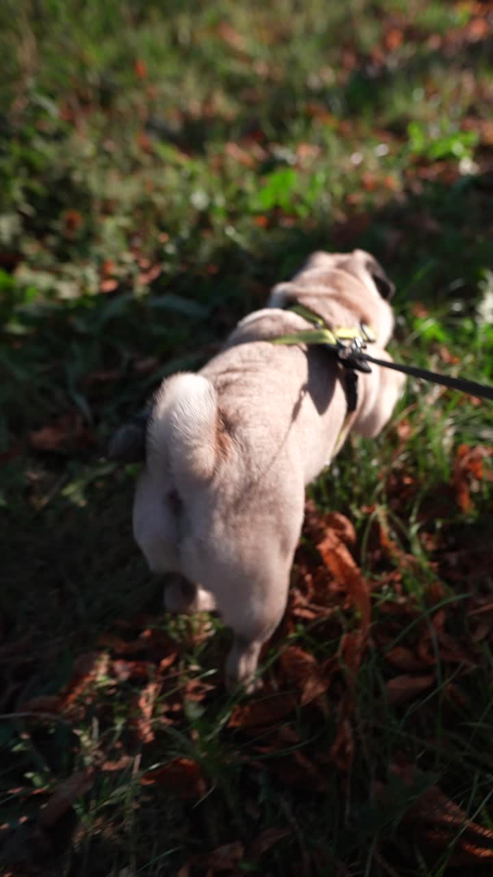 가을의 잎 속에서 산책하는 파그