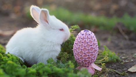 white rabbit and decorative easter egg in grass