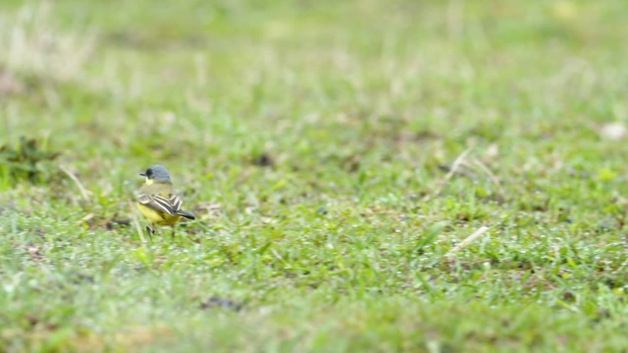잔디 위를 걷고 음식 벌레를 찾는 노란색 할미새 새