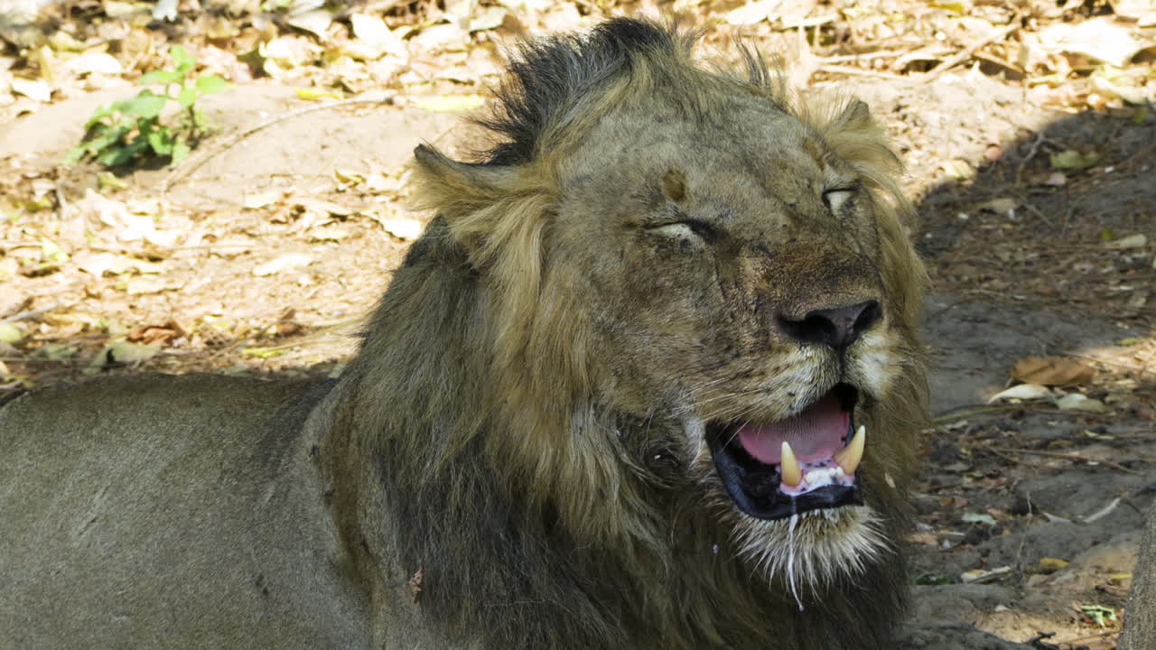 retrato de un león macho jadeando fuertemente en la sombra durante el calor del mediodía
