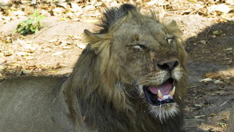 portrait of a male lion panting heavily in the shade during midday heat