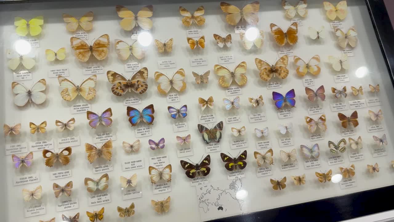 Butterfly specimens showcased in a glass display
