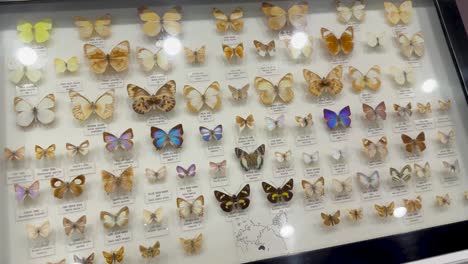 butterfly specimens showcased in a glass display
