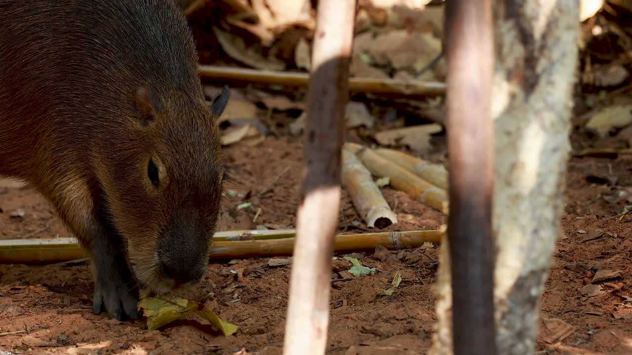 capibara comiendo hojas en un hábitat natural