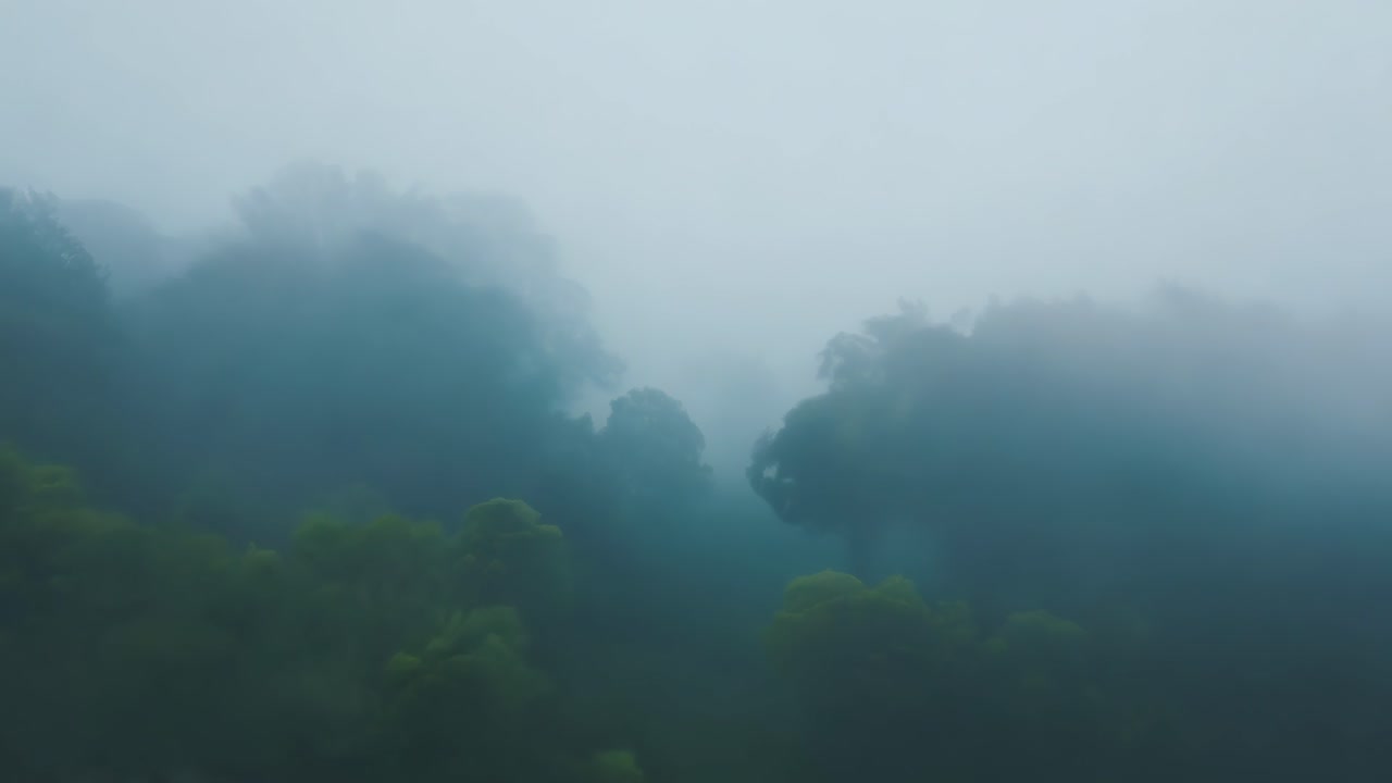 Dense Fog Blanketing a Mysterious Forest