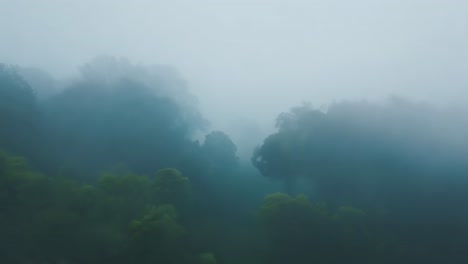 dense fog blanketing a mysterious forest