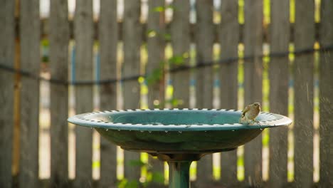 a brown honeyeater dips in a birdbaths waters, fluttering and flapping around when a peaceful dove flies in to have a drink