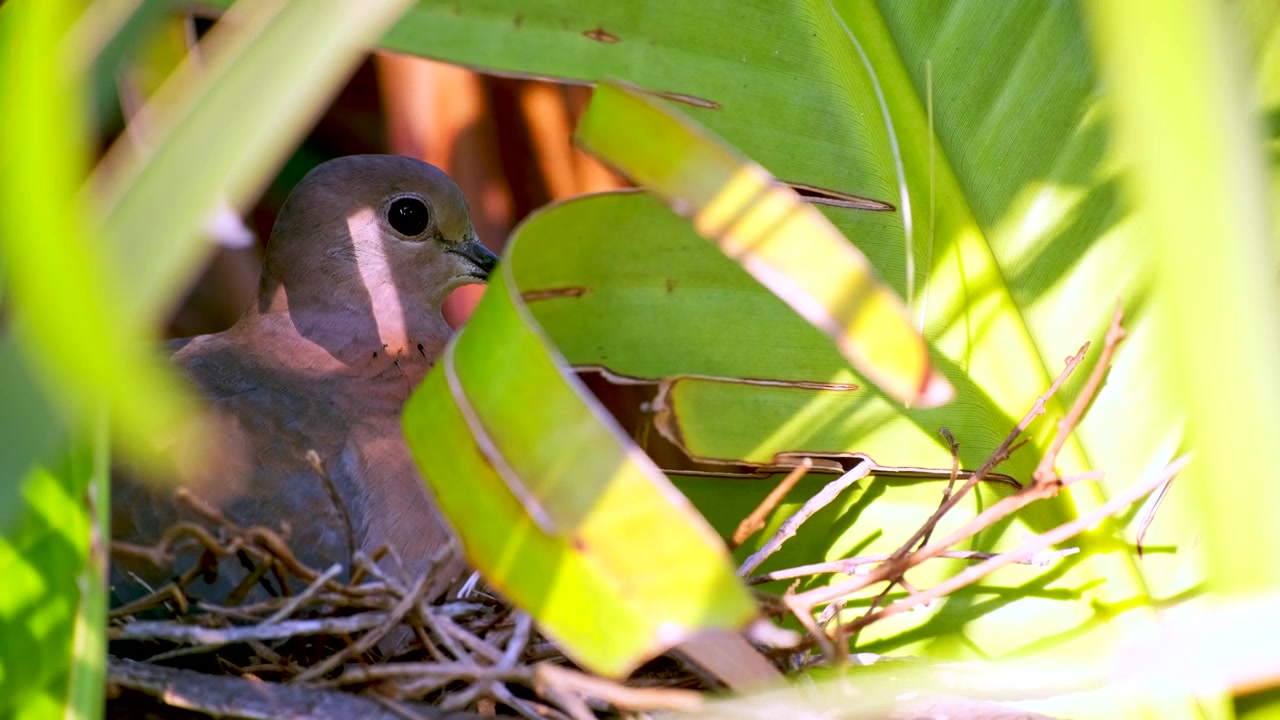 Dedicated mother Laughing Dove sits on nest in tree to incubate eggs