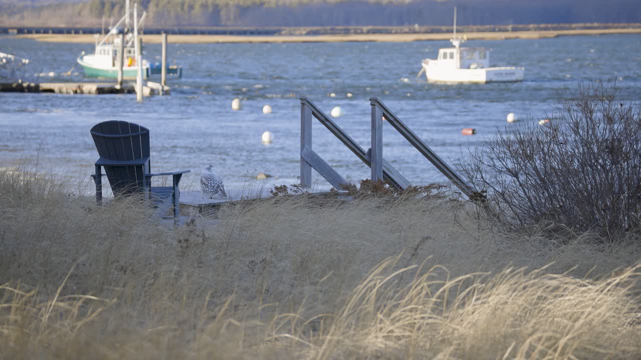 Snowy owl perched on coastal dock near waterfront in Scarborough Maine