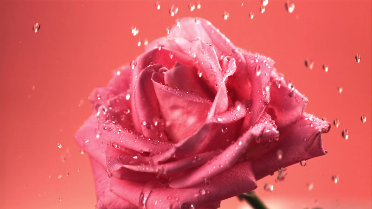 Rosa rosa con gocce d'acqua che cadono al rallentatore
