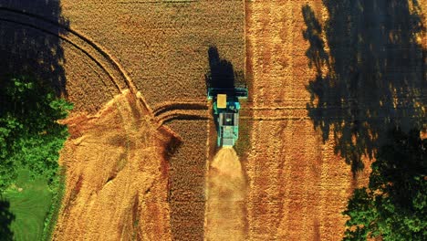 top down view of combine harvester collecting wheat in summer - drone shot
