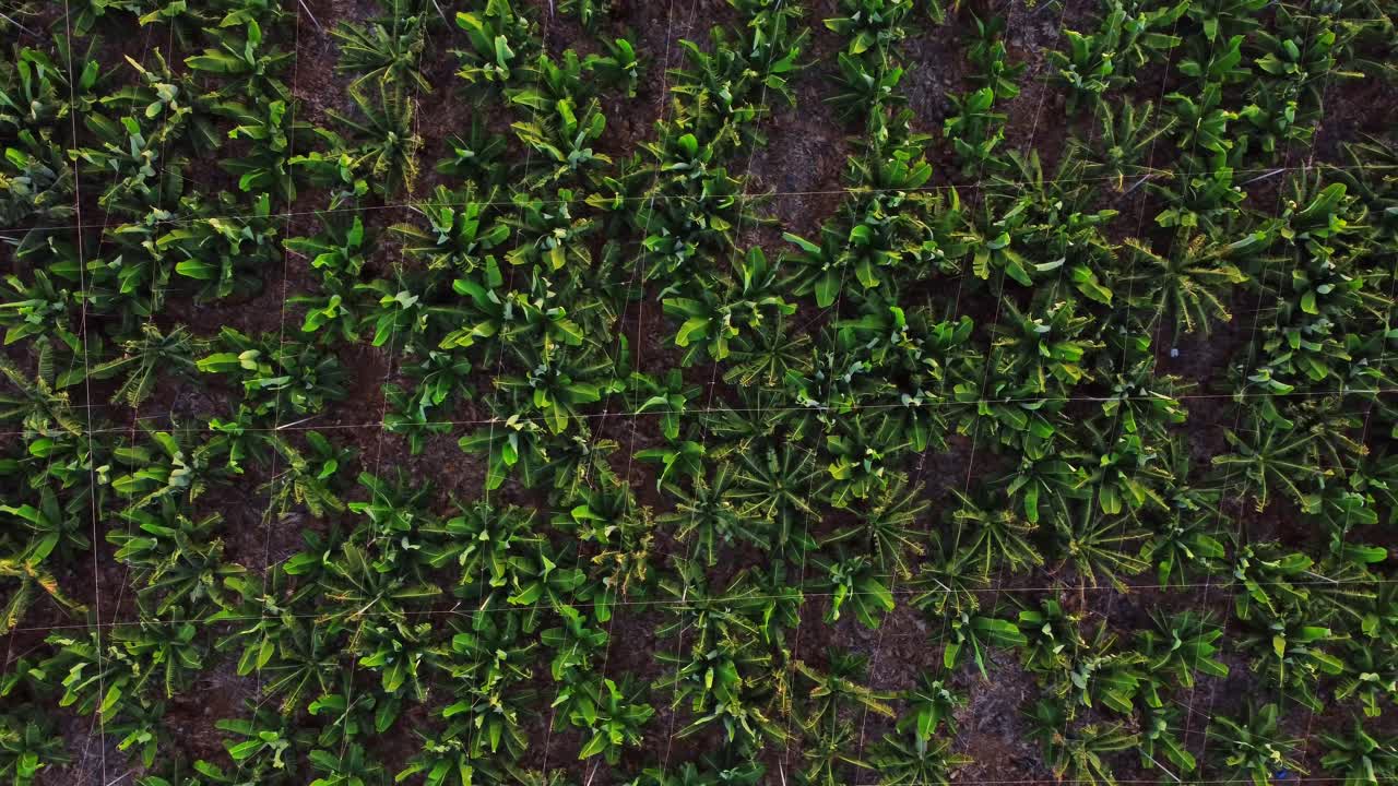 카나리 제도 북부 테네리페, 테지나와 바자마르 마을 근처의 대서양 위의 절벽에 위치한 바나나 농장의 4k 드론 항공 촬영