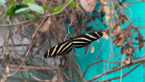 close up shot of a butterfly hanging from a vine and slowly flapping its wings