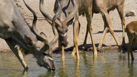 Eine-Nahaufnahme-Einer-Herde-Von-Kudus,-Die-Aus-Einem-Wasserloch-Trinken,-Wenn-Man-Erschrocken-Ist-Und-Den-Kopf-In-Zeitlupe-Nach-Oben-Und-Weg-Zieht