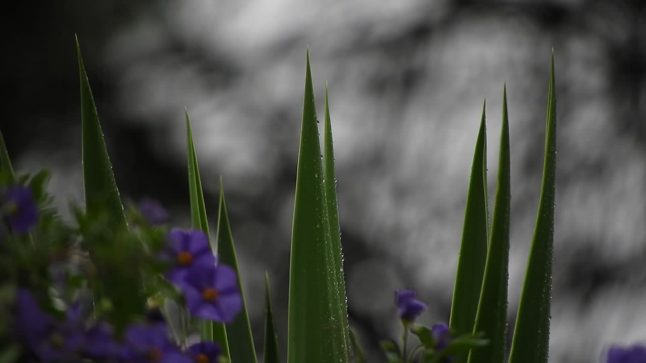 Bellissimi fiori viola e viola intenso con foglie verde smeraldo e gocce di pioggia durante una giornata piovosa