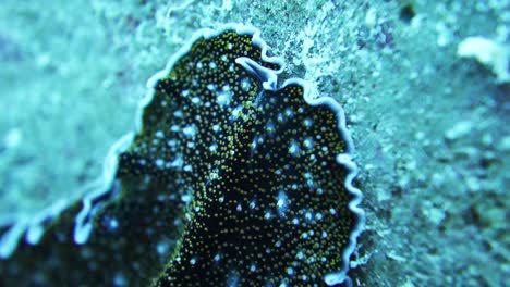 Spotted-Acanthozoon-flatworm-slithers-over-rocky-coral-reef-hunting-food