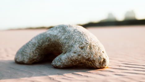 old white coral on sand beach