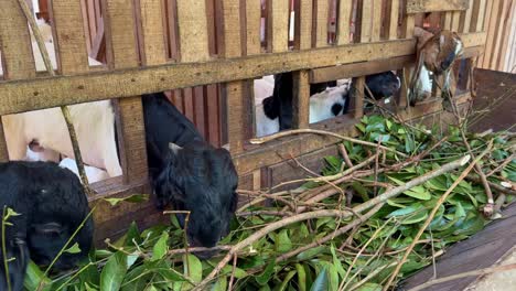 a group of goats eats green leaves on the woodle stable