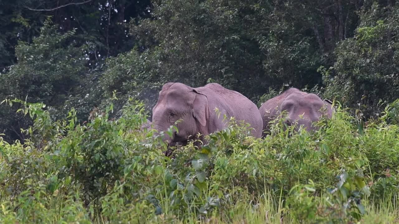 안절부절 움직이다가 거대한 것이 오른쪽으로 돌아 다른 사람들이 따라가는 먼지 구름을 만듭니다.