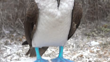 a blue footed booby preens and grooms on a cliff face in the galapagos islands ecuador