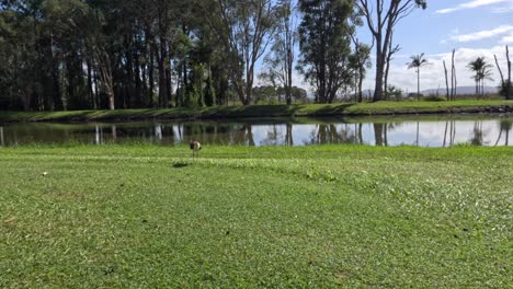 bird glides gracefully over a tranquil pond setting.